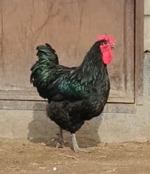 дома для кошек: Джерсийский гигант жумурткага заказ алабыз — 1