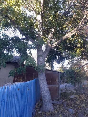 Дрова Орех, Самовывоз at lalafo.kg Дрова Орех, Самовывоз