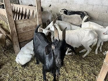 Продаю | Коза (самка) | На забой at lalafo.kg Продаю | Коза (самка) | На забой