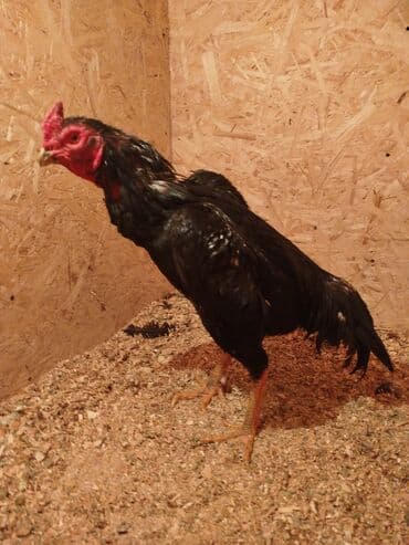 куры токмок: Сатам | Тооктор — 6