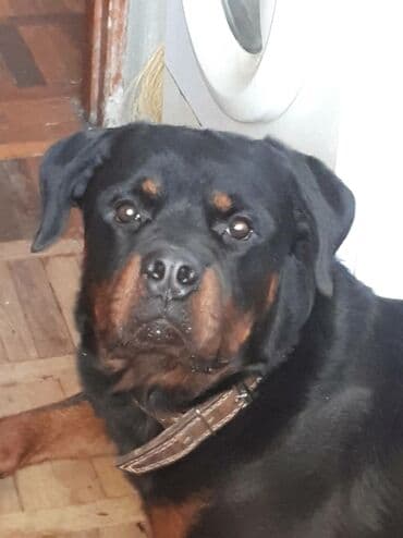 Вязка: Ротвейлер, Самец, 3 года
