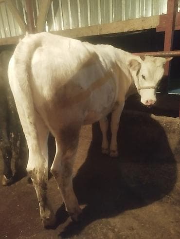 рыжая: Продаю | Бык (самец) | Полукровка | На откорм | Привязанные — 6