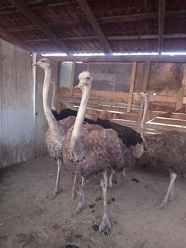 куры простые: Страусы живые, племенное поголовье. 4 жаш 3 ургачы 2 эркек - Вид — 5