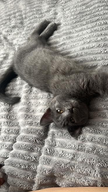 кошка дом: Котёнок с однотонной серо‑голубой шерстью и янтарными глазами — 3