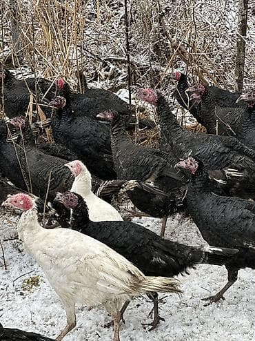 кыргыз довот ит: Черный принц — 3