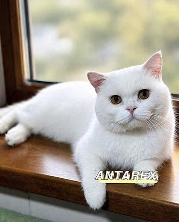 шотландский вислоухий длинношерстный кот цена: Шотландские короткошерстные котята от красивой привозной пары — 7