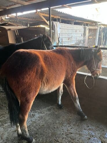 племенные коровы молочные купить: Продаю | Жеребенок | Для разведения — 10