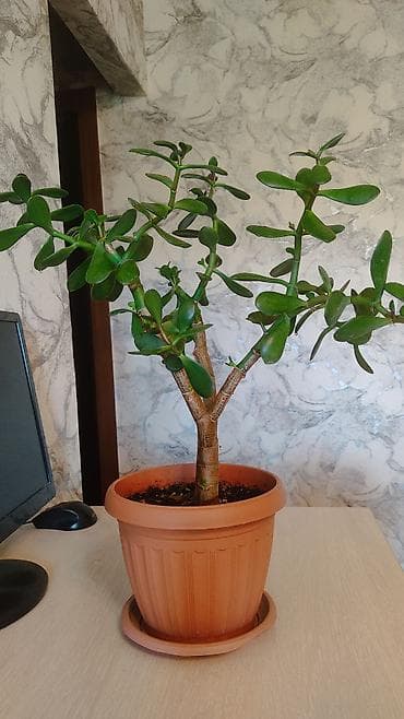 забыл: Продаю толстянку! Растение не капризное, у меня стоит и на южном, и на — 2