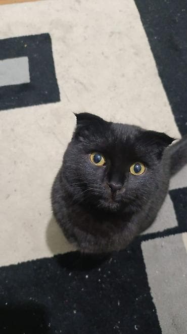 собаки токмок: Шотландские кошки - Порода: шотландская вислоухая (черная кошка на — 4