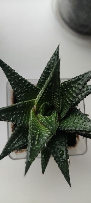 суккуленты: Суккуленты — 5