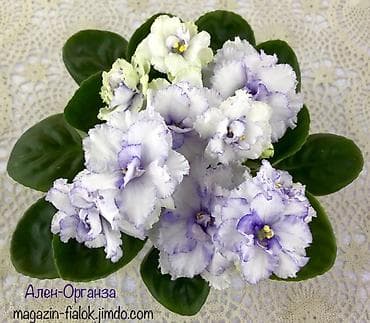 район филармония: 🌱🌺🌱 Продаю сортовые ДЕТКИ стандартных, трейлерныхмини и полумини — 9