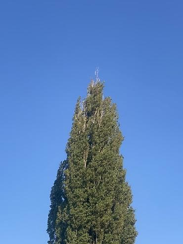 Сниму квартиру: Новопокровкадан квартира керек 2 балага 20миң сомго чейин условиясы — 1