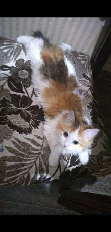 объявления о найденных животных: Жоголгон : Породасыз, Ургаачы, Биколор — 1