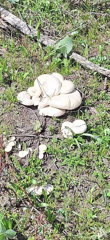 быки на мясо: Съедобные грибы – белые «лепёшки» (полевые шмпиньоны/лугова́я форма) — 10