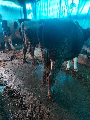 добрый карова: Продаю | Корова (самка) | Голштин | Для разведения, Для молока — 8
