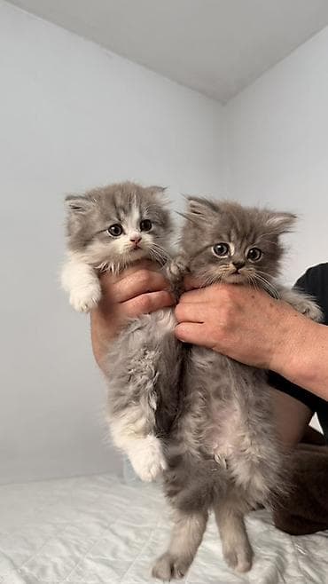 продам котят шотландских: Продаются пушистые шотландские котята, длинношерстные, окрасы: серый — 1