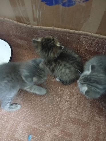 Отдам котенка в добрые руки