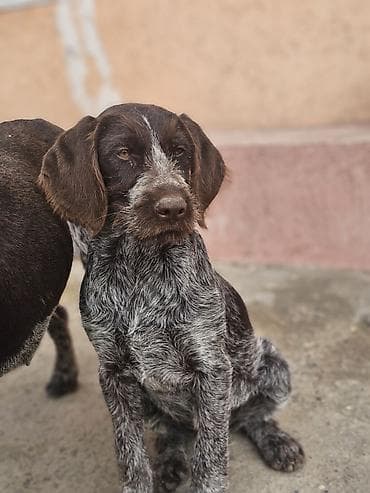 собака спанел: Дратхаар, 6 месяцев, Самка, С прививкой — 2