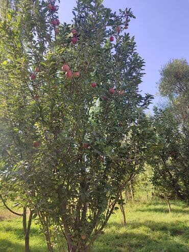 купить дом в городе ош: Срочно продаю 🏡 — 9