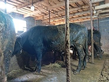 прием быков: Продаю | Бык (самец) — 6