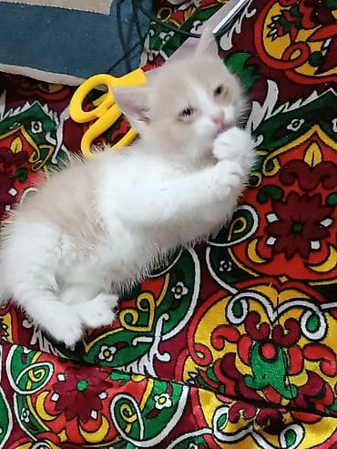 Котята домашние, разного окраса и шерстности. Описание: - Возраст at lalafo.kg Котята домашние, разного окраса и шерстности. Описание: - Возраст