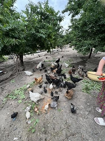 голуби павлины: Продаю | Куры | Домашняя | Для разведения — 5