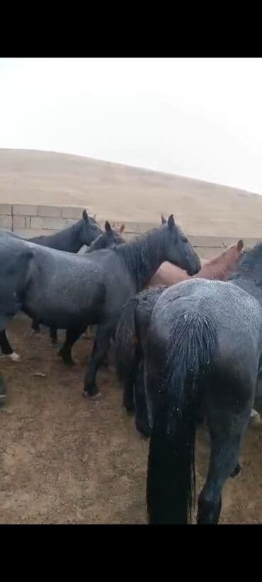 бордер коли собака: Продаю | Кобыла (самка) | Для разведения | Племенные — 4