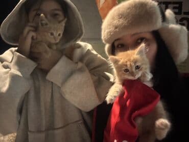 рэгдолл купить: Рыжий котёнок с пушистым хвостом и белыми носочками. Классическая — 1