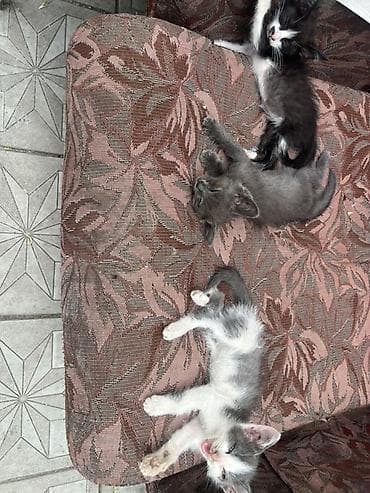 Кошка даром: Беспородная, 2 месяца, Мальчик, Приучена к лотку at lalafo.kg Кошка даром: Беспородная, 2 месяца, Мальчик, Приучена к лотку