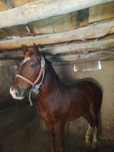 дом животные: Продаю | Жеребец | Рабочий — 3