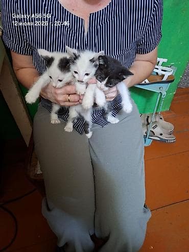 кошки отдам в хорошие руки: Котята, окрас: черный и черно-белый. На фото — помет из нескольких — 2