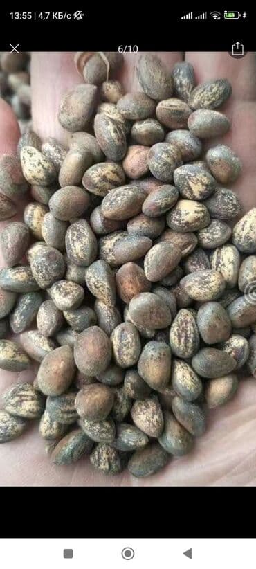 промышленные швейные машины ош: Семена 100 грамм по 1500 с — 1