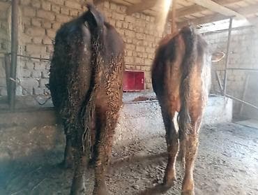 утка голубой фаворит: Продаю | Бык (самец) | На откорм — 6