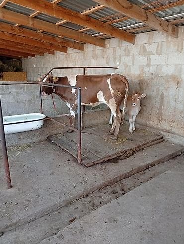 Животные: Продаю | Корова (самка) | Для разведения, Для молока | После отела — 3
