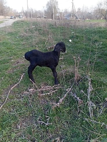 гисар овцы: Продаю | Ягненок | Арашан | Для разведения | Матка — 4