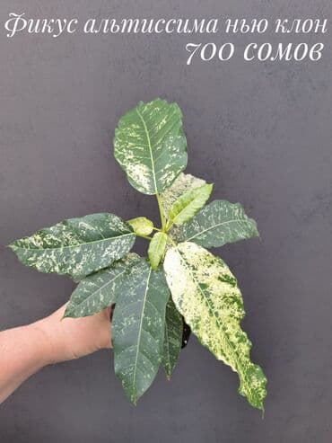 живые растения в аквариум купить: Комнатные растения, цветы (молодые растения, взрослые экземпляры). Не — 6