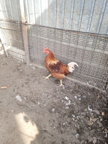 куры доминанты: Продаю | Петух | Для разведения — 4