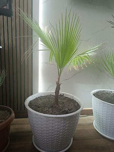 комнатные ростения: Комнатная пальма в декоративном кашпо - Вид: веерная пальма (типичные — 1