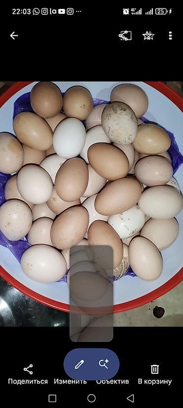 Куриные яйца домашние. - Натуральные, разного размера и оттенков
