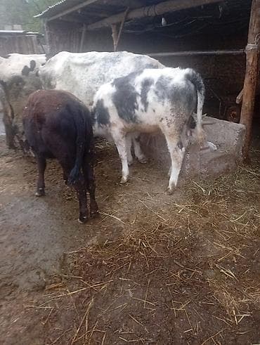 корова голштинской: Продаю | Тёлка | На откорм | Привязанные — 1
