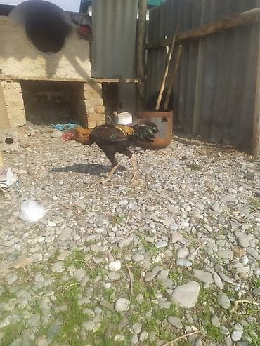 Продам с/х животных: Продаю | Петух | Бойцовая | Для разведения — 2