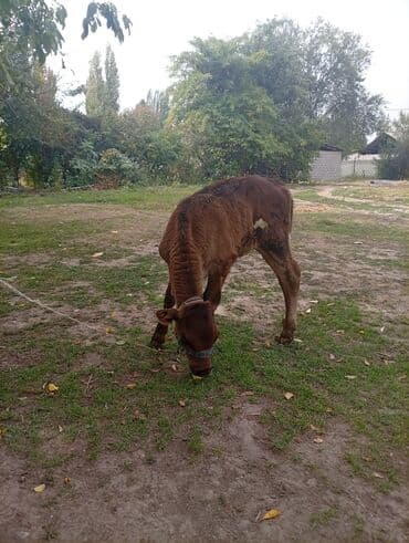 белый мёд: Продаю | Музоо, торпок | Для молока — 5