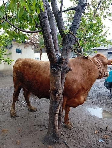 сколько стоит один бык: Продаю | Бык (самец) | На откорм | Привязанные — 7