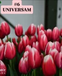 купить луковицы тюльпанов из голландии: Предлагаются тюльпаны различных оттенков для предзаказа к 8 марта 2026 — 7