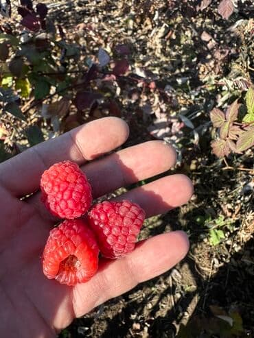 malina.kg продажа малины оптом в бишкеке новопокровка фото: Саженцы малины (ремонтантная, крупноплодная) сорт МАРАВИЛЛА — 1