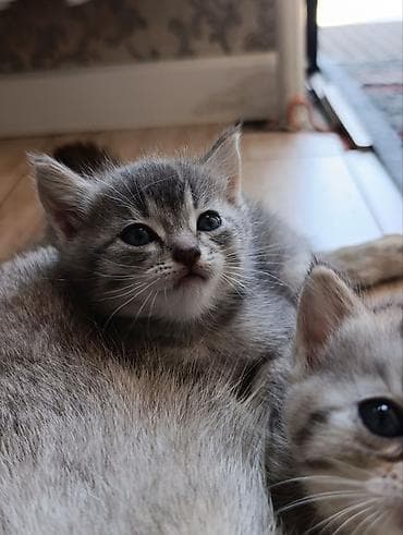 три кота: Беспородная, 1 месяц, Девочка, Приучена к лотку — 5