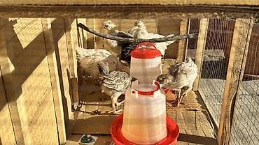 куринные кости: Защитные сетки от птиц — 2