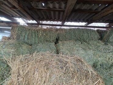 срочно продаю в связи с переездом: Сено второго укоса, привезено из Чон-Кемина. Количество: 234 тюка — 5