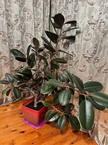 фикус для офиса: Фикус — 1