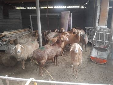 продажа домашних животных: Продаю | Овца (самка) | Для разведения | Матка — 16